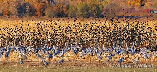 Feasting On A Cornfield_72776.jpg - Sandhill Cranes (Grus canadensis) & a Cloud of BlackbirdsPhotographed in the Bosque del Apache National Wildlife Refuge near San Antonio, New Mexico USA. 